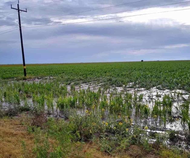 Lluvias traen alegría al campo