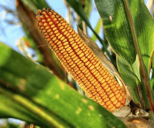 Sin convencer aún México sobre maíz transgénico