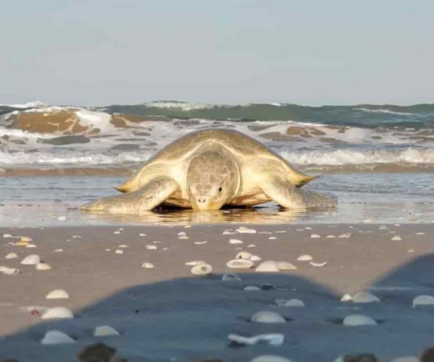 Llegan tortugas Lora a desovar