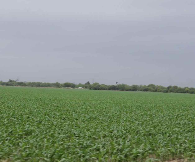 Humedad por lluvias beneficia al campo