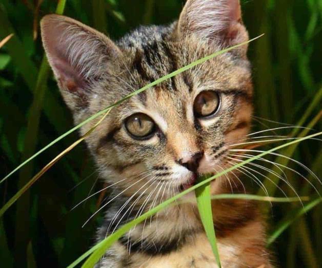 ¿Tienes gatos? Ten cuidado con estas plantas