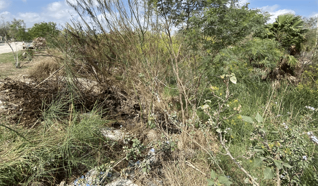 Urge limpieza en el dren Río Bravo