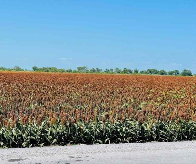 Precio de sorgo, por los suelos