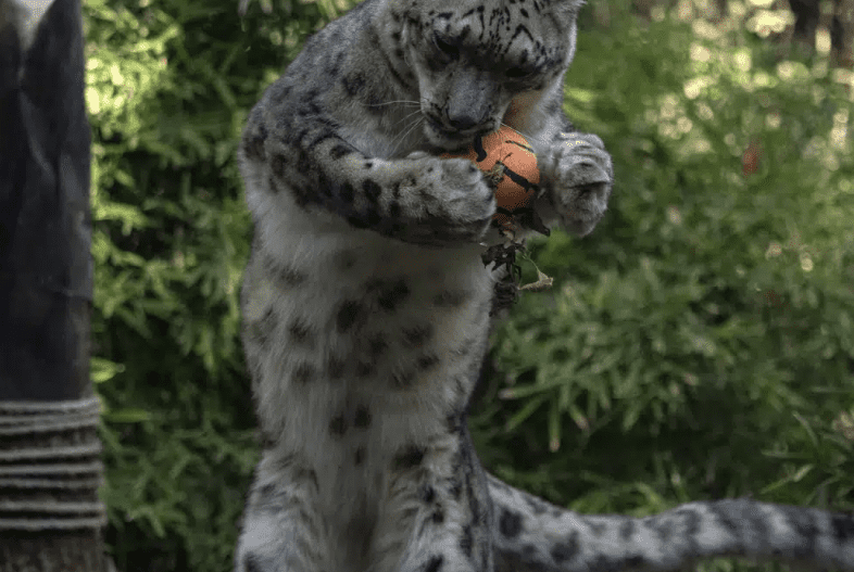 Kitai, un leopardo de las nieves, sostiene un huevo de avestruz decorado con comida en su interior, en el Zoo Buin, en Santiago, Chile.