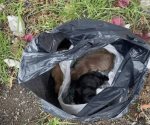 Graban a mujer que abandona a cachorros en una bolsa