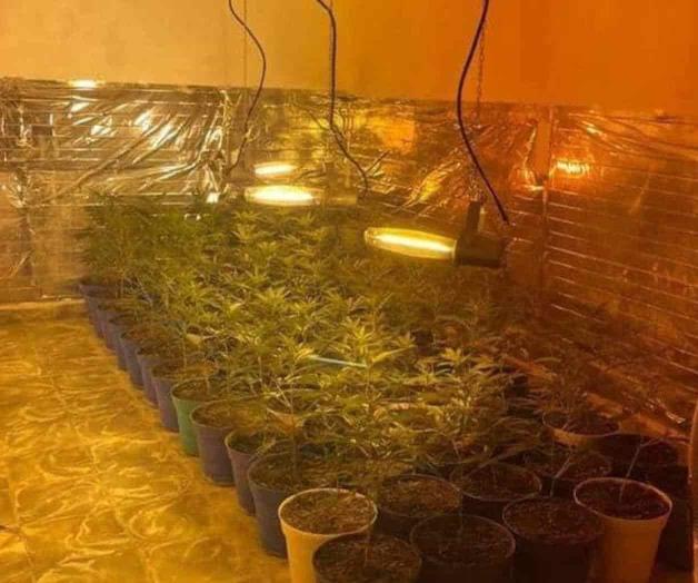 Vinculan a hombre por invernadero de mariguana Vinculan a hombre por invernadero de mariguana