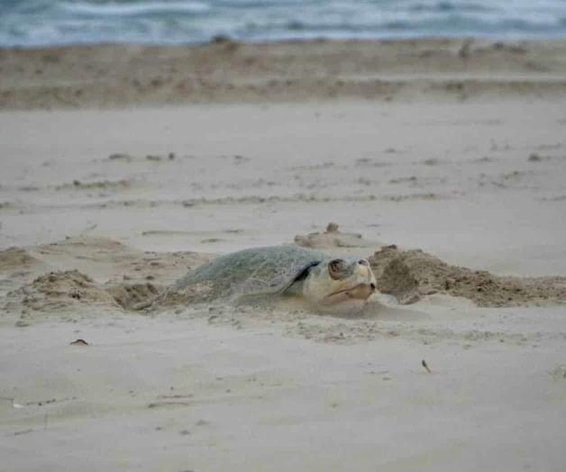 Arriban 15 tortugas Lora a Playa Tesoro