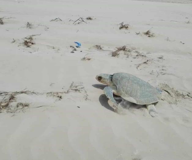 Tortugas marinas llegan al abandono
