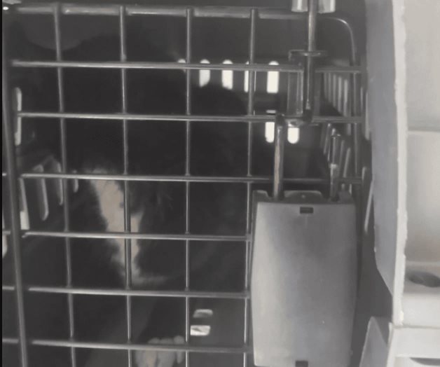 Gato se atora en tubería de edificio y policías los rescatan en CDMX Gato se atora en tubería de edificio y policías los rescatan en CDMX