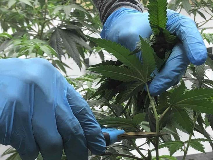 Sobreproducción de marihuana legal Sobreproducción de marihuana legal