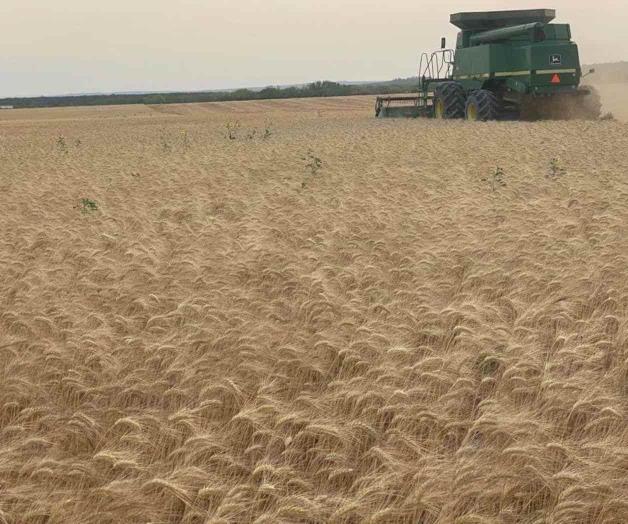 Cae producción de trigo Cae producción de trigo