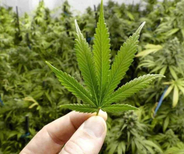 ¿Cuáles son los efectos de exposición al humo de marihuana? ¿Cuáles son los efectos de exposición al humo de marihuana?