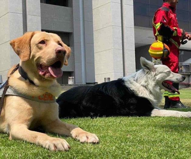 Reconocen a canes de rescate de Nuevo León