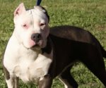 Perro pitbull mata a su dueña en Salamanca, Guanajuato