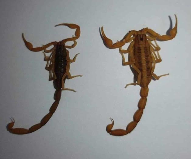 Incrementan piquetes de alacrán Incrementan piquetes de alacrán