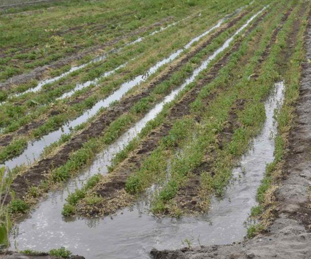 Augura la humedad en tierras buena cosecha