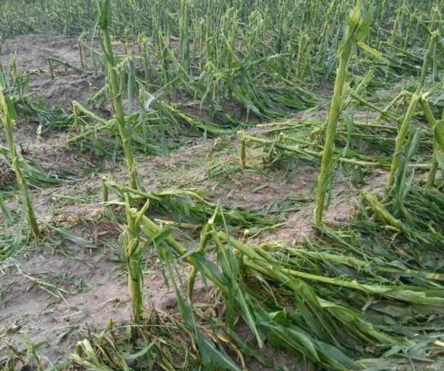 Dan fondos de aseguramiento, cifras de daños por granizada Dan fondos de aseguramiento, cifras de daños por granizada