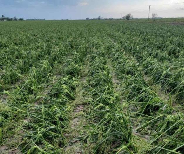 Reportan daños en las siembras Reportan daños en las siembras