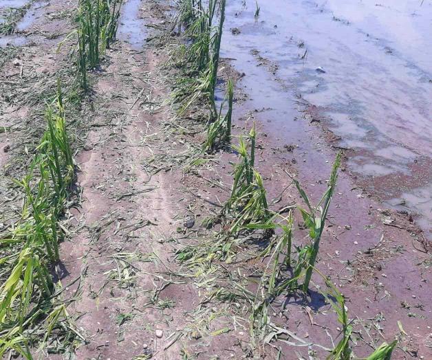 Deja granizada saldo negativo al campo