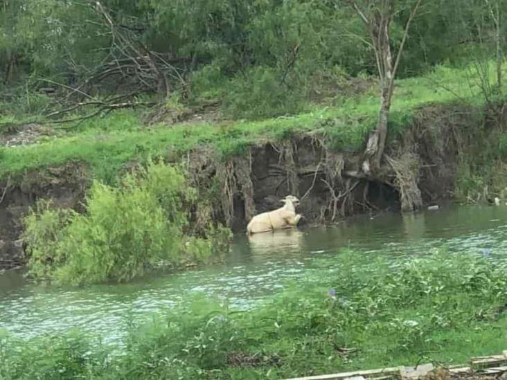 Cae vaca al Anzaldúas Cae vaca al Anzaldúas