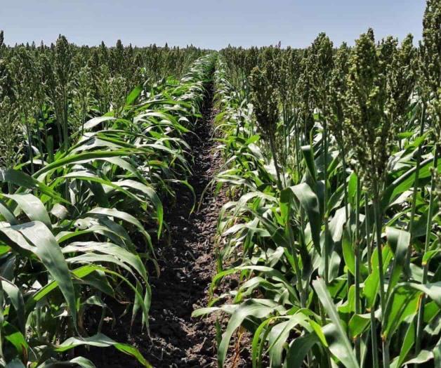 Esperan cosecha récord de sorgo