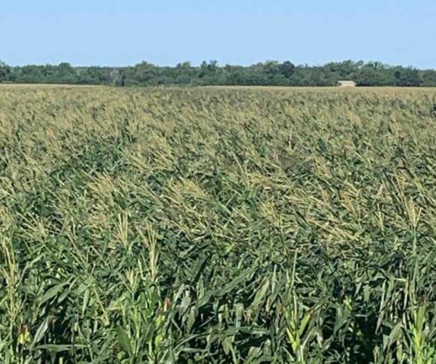 Piden productores declaratoria de desastre en Río Bravo-Nuevo Progreso