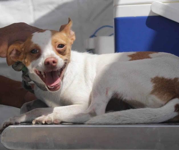 Limitarán la venta de perros y gatos en NL