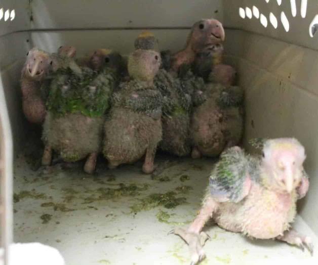 Intercepta Aduana 10 loros bebé vivos