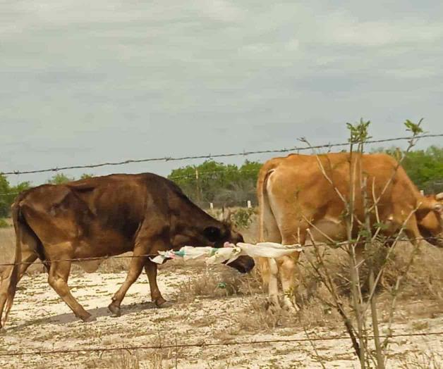 Piden productores ganaderos reactivación de Policía Rural Piden productores ganaderos reactivación de Policía Rural