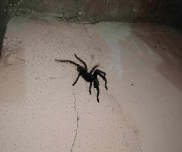 Aumentan temperaturas; proliferan arañas y alacranes