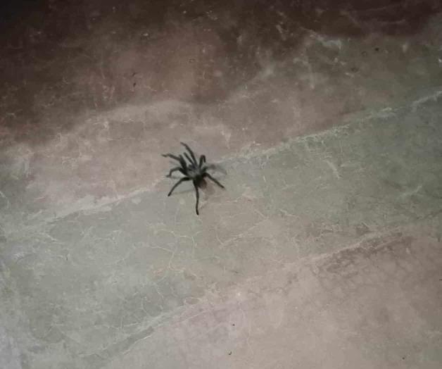 Llegan calorones, salen arácnidos