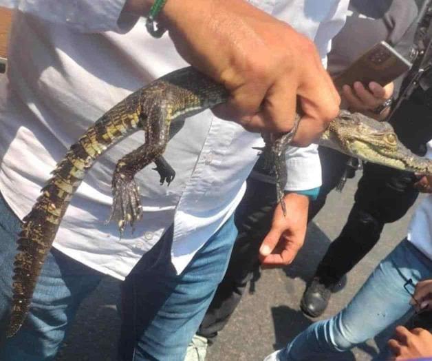 Decomisan 56 animales en El Baratillo