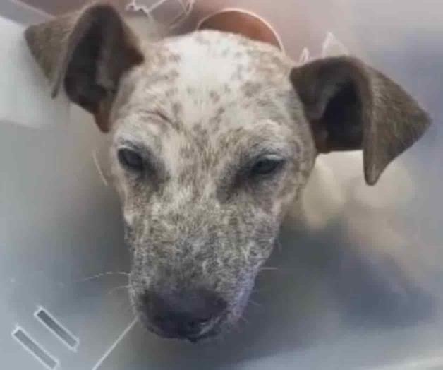 Atropella a perrito, le causa fractura expuesta y huye