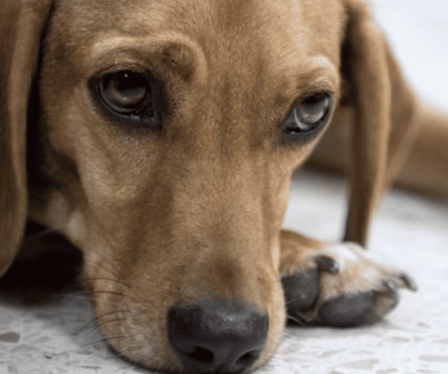 Hombre que acuchilló a perra en Puebla será llevado a juicio