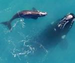 Cambio climático pone a dieta  a las ballenas
