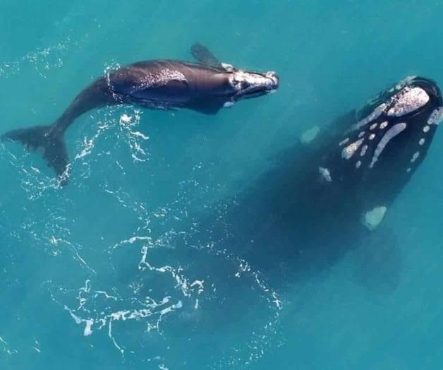 Cambio climático pone a dieta  a las ballenas