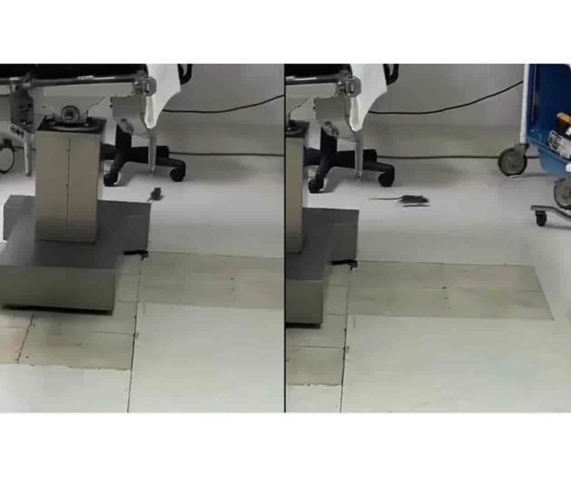 Captan a rata en un quirófano de clínica del ISSSTE en BCS
