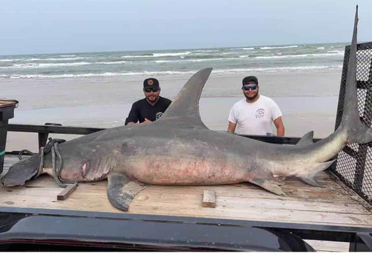 Cazan enorme tiburón martillo Cazan enorme tiburón martillo
