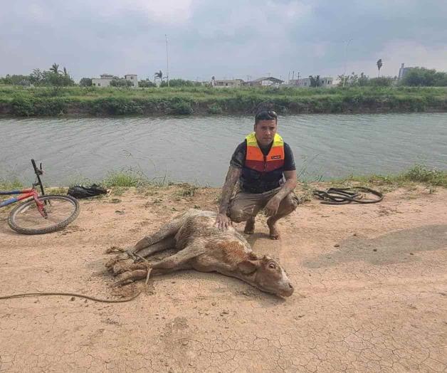 Ganado en riesgo por las altas temperaturas