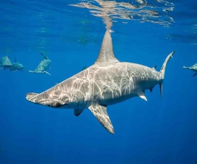 Tiburones martillo también aguantan la respiración 