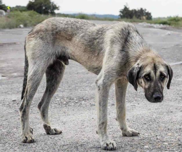 Denuncian a 3 por maltrato animal