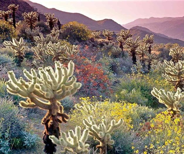 Un racimo de postales