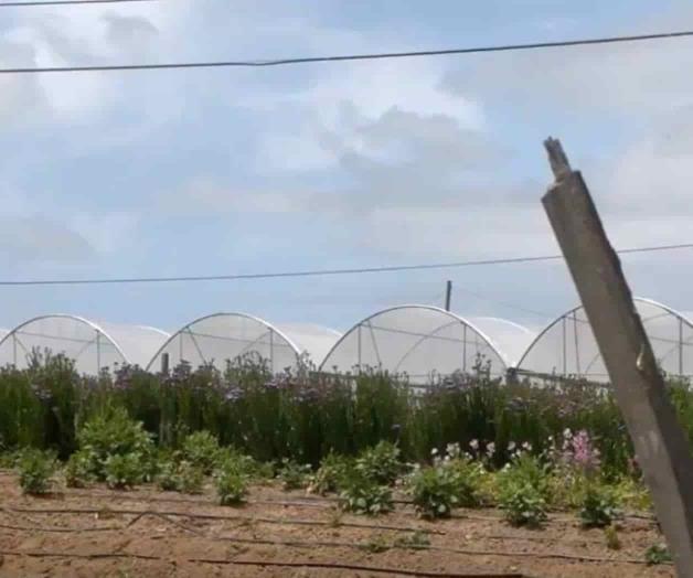 Vivían en invernadero en ruinas en California Vivían en invernadero en ruinas en California