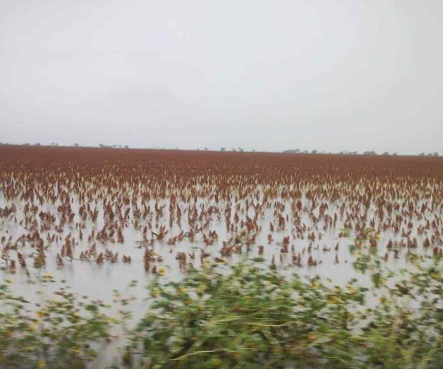 Lluvias paralizan la trilla de sorgo Lluvias paralizan la trilla de sorgo