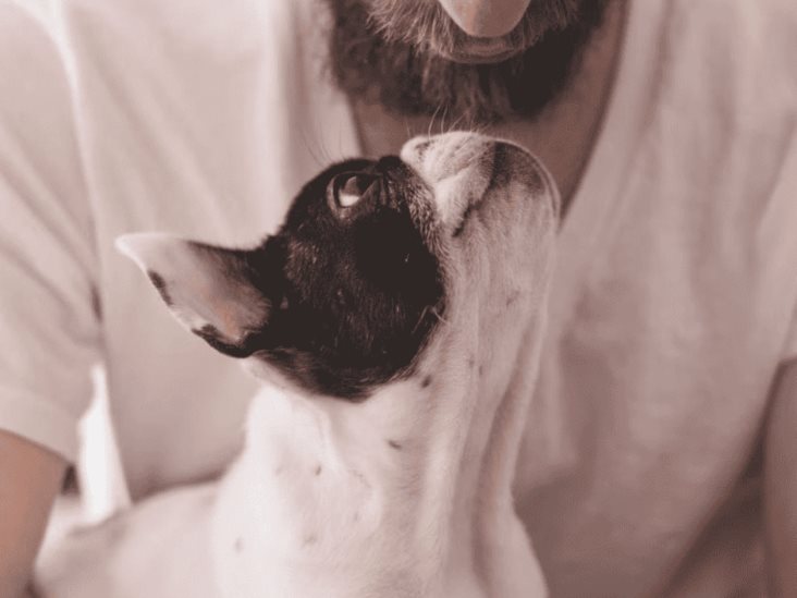 Perrito le roba billetera a su dueño y se hace viral Perrito le roba billetera a su dueño y se hace viral