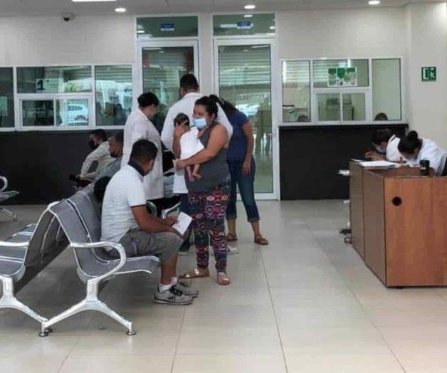 Carecen del antídoto para picadura de araña violinista Carecen del antídoto para picadura de araña violinista