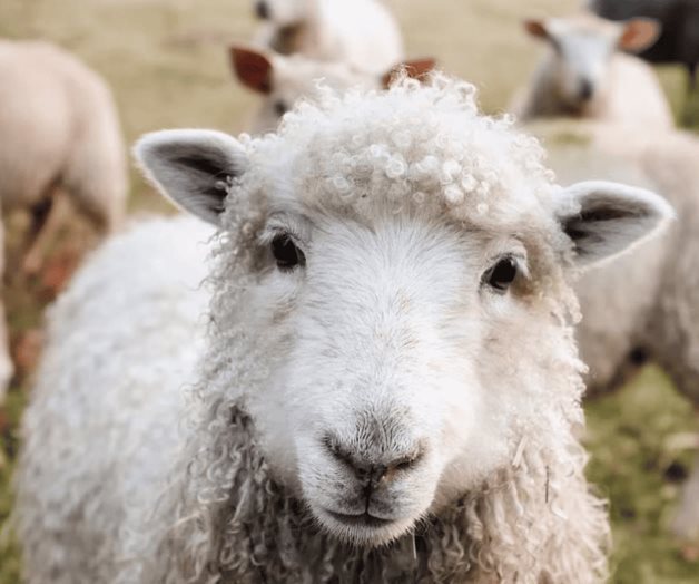 ¿Inteligencia artificial para hablar con los animales?