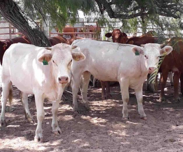 Esperan buenas lluvias