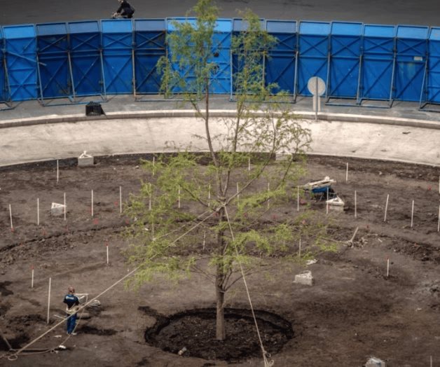 Plantan nuevo ahuehuete en el Paseo de la Reforma