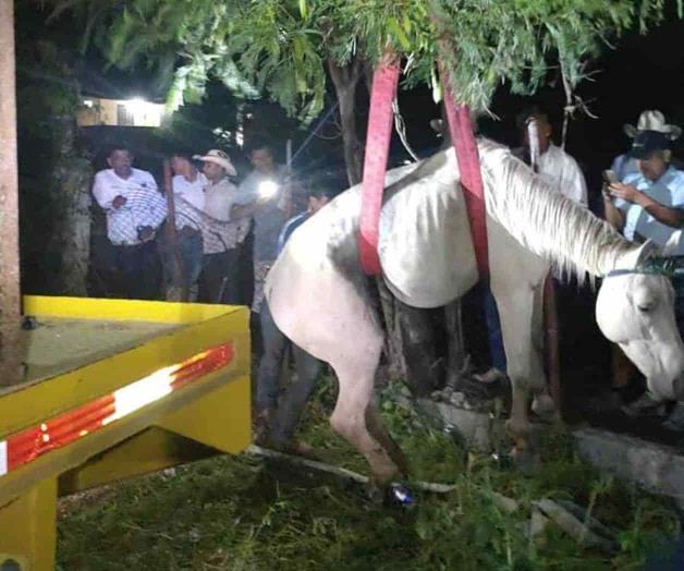 Rescatan a equino que cayó en fosa